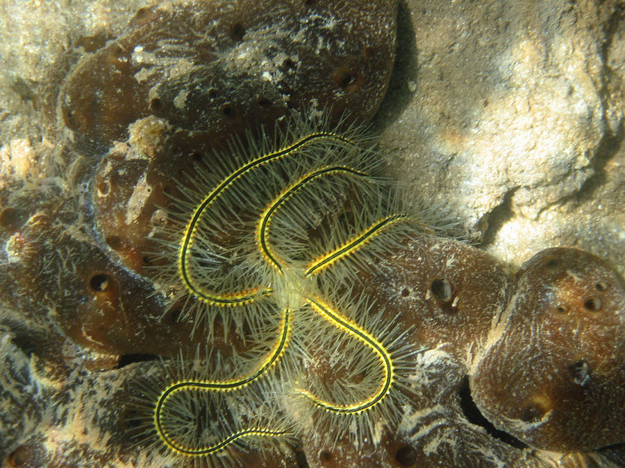  - yellow-brittle-star-under-the-dock-kelly-zumberge-on-shepherd-island