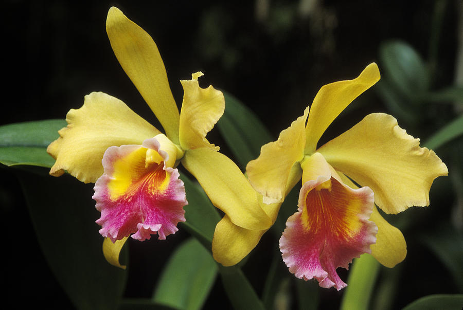 orchids yellow