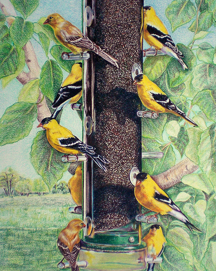 Yellow Finches