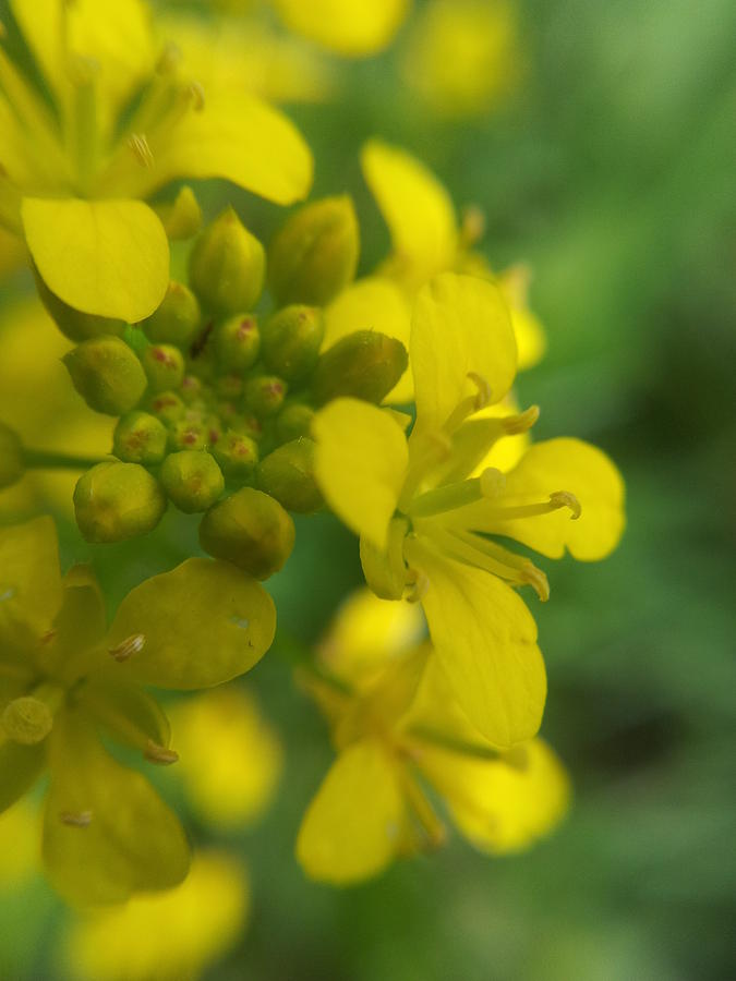  - yellow-flower-marko-blazevic