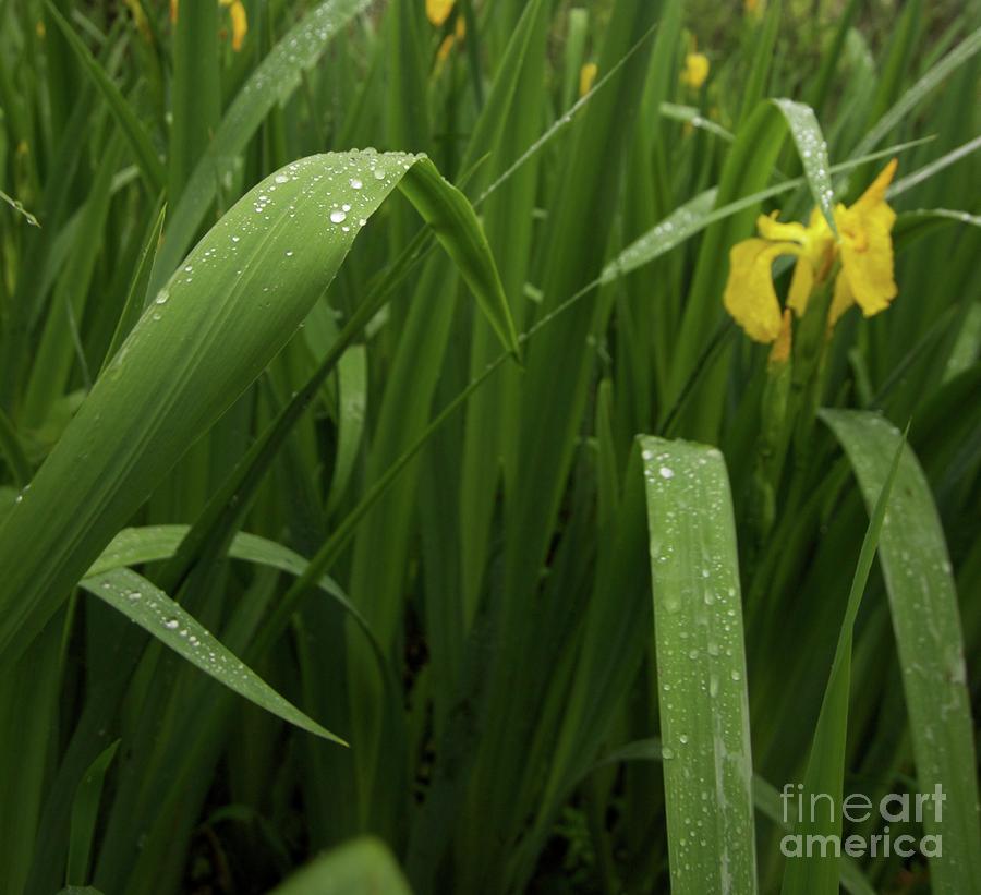  - yellow-iris-alexa-gurney