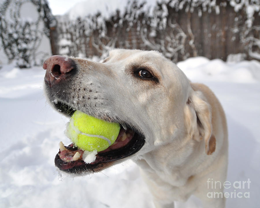 Snow Lab