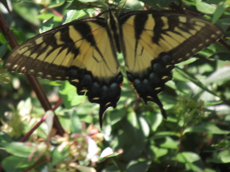 monarch butterfly yellow