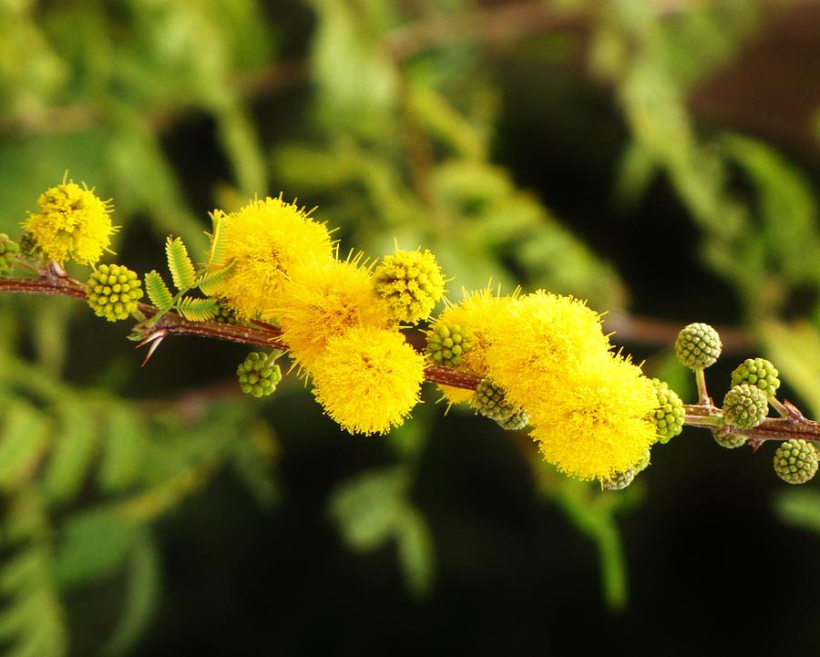 Yellow Puffs