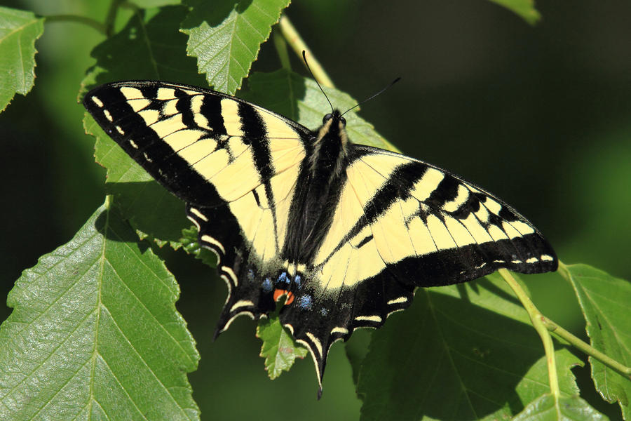 Yellow Swallow Tail Butterfly By Pierre Leclerc Photography