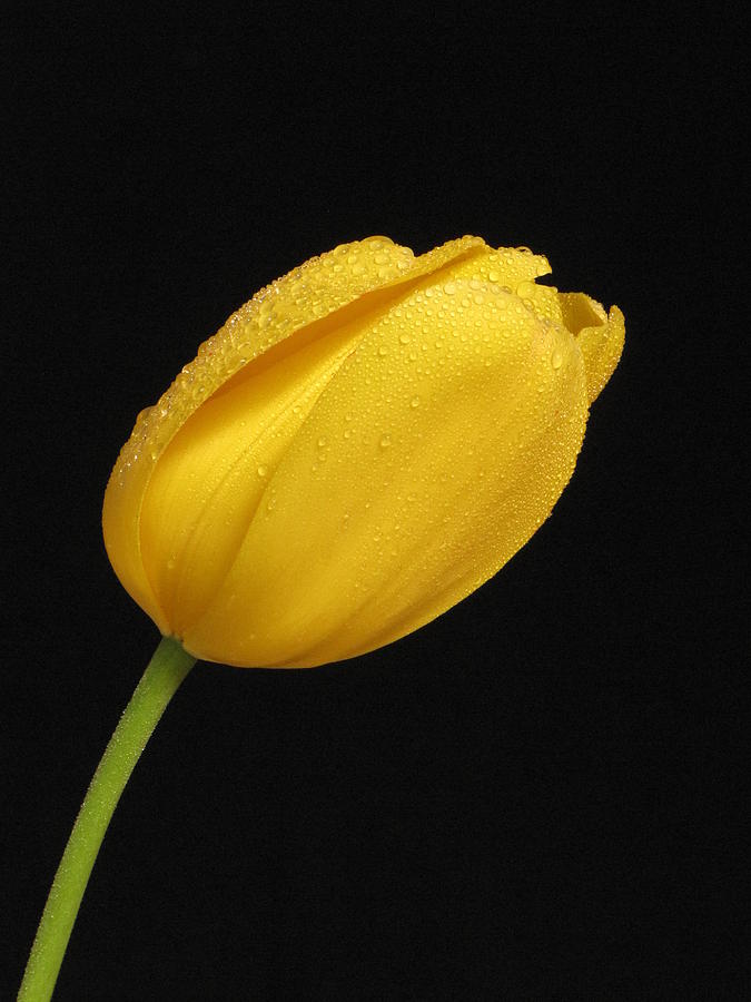  - yellow-tulip-with-dew-rita-boyd