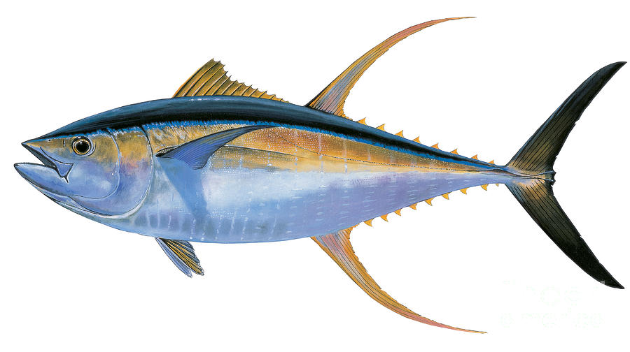 Ikan Yellowfin Tuna