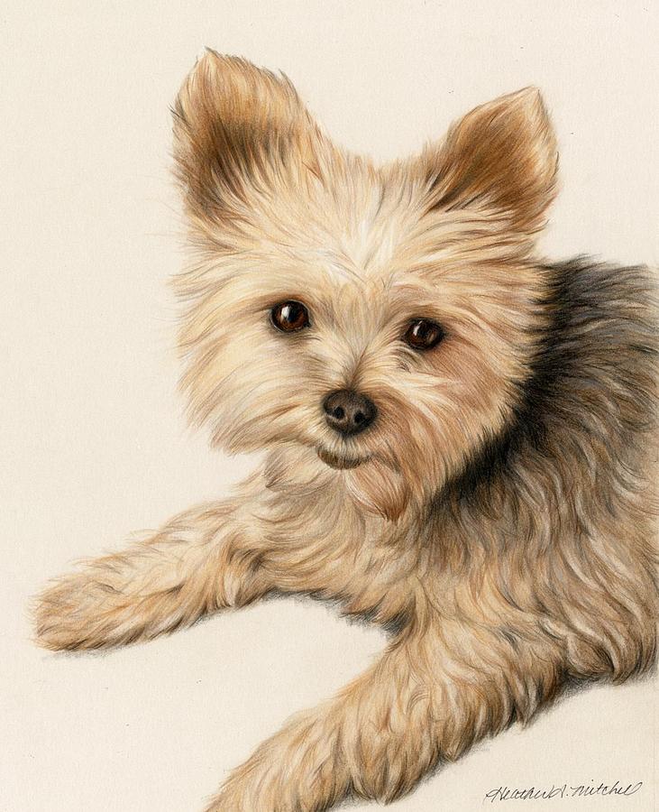 Yorkie Puppy Drawing by Heather Mitchell