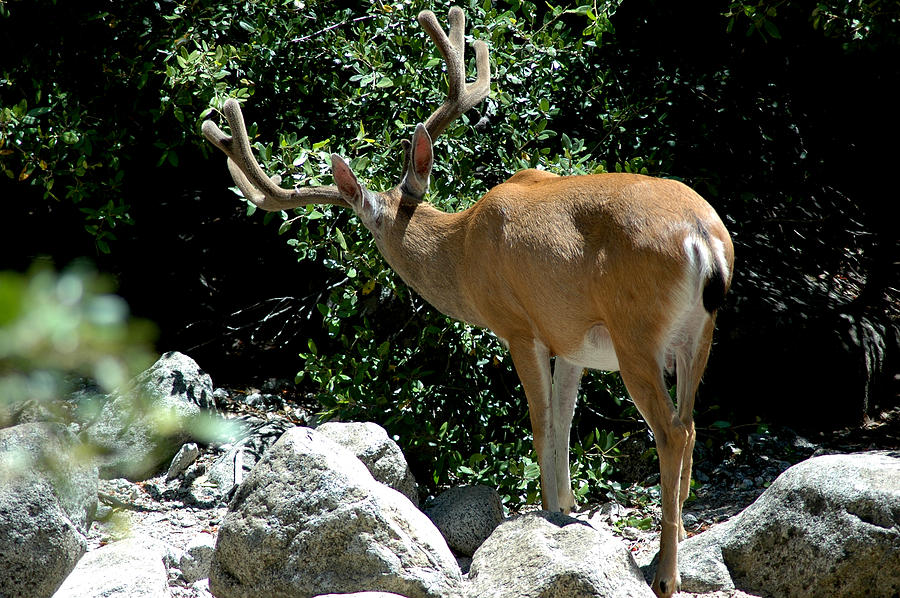 mule deer tail