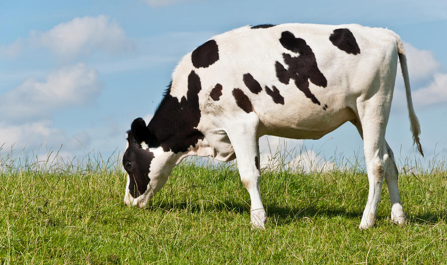 young-black-and-white-spotted-cow-on-a-dutch-dike-by-ruud-morijn