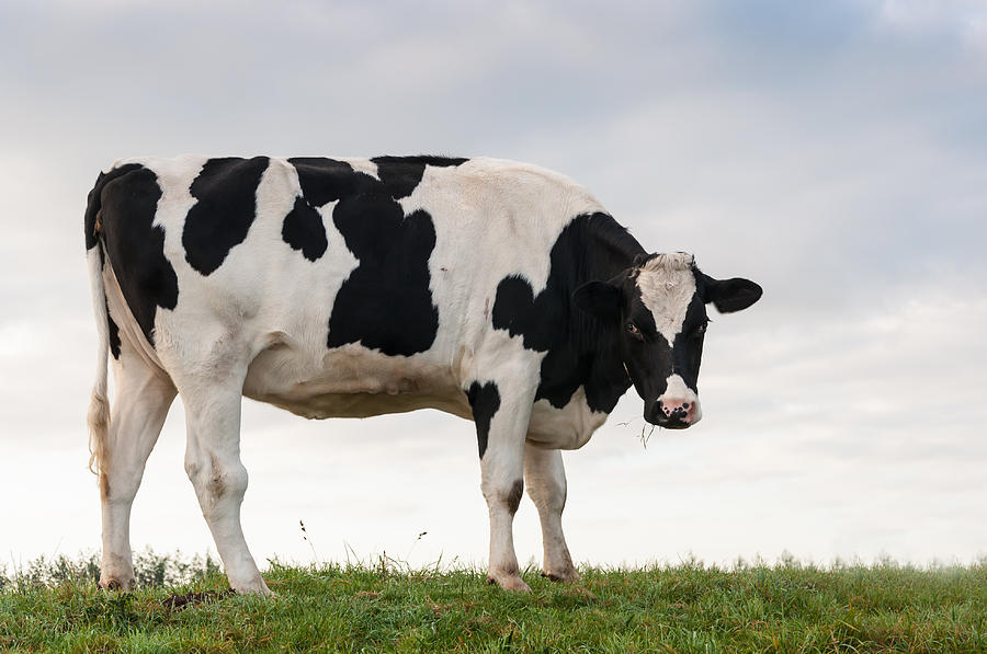 Young Black Spotted Cow Standing On A Dike by Ruud Morijn