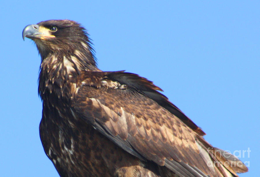Young Eagle by Nick Gustafson