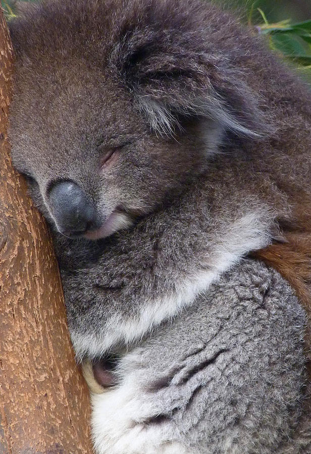 Victorian Koala