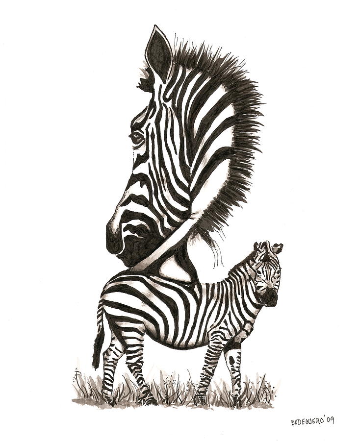 Drawings Of Zebras