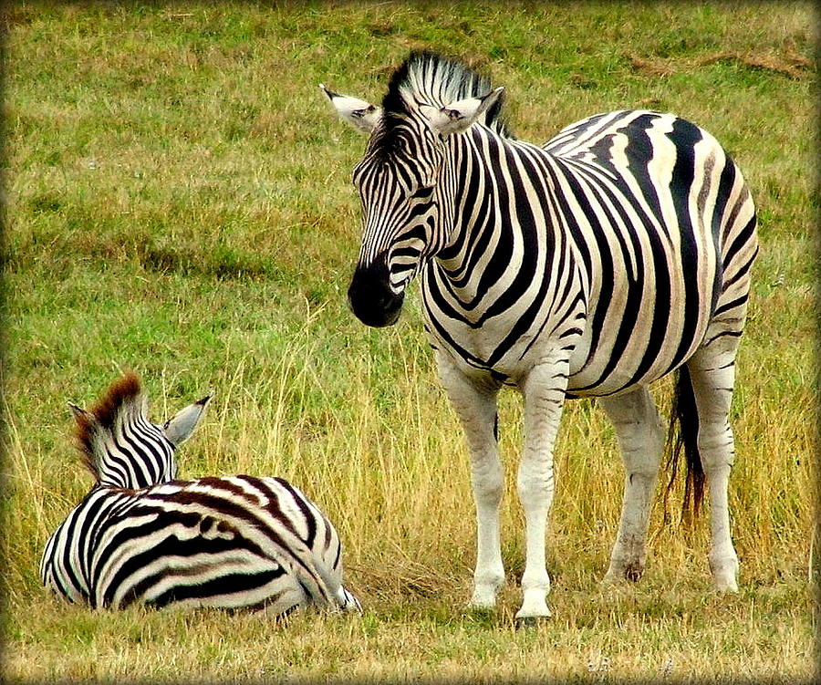  - zebra-mother-and-baby-judy-garrett