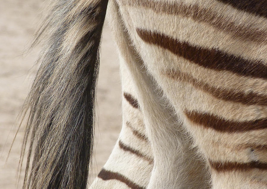 Tail Texture