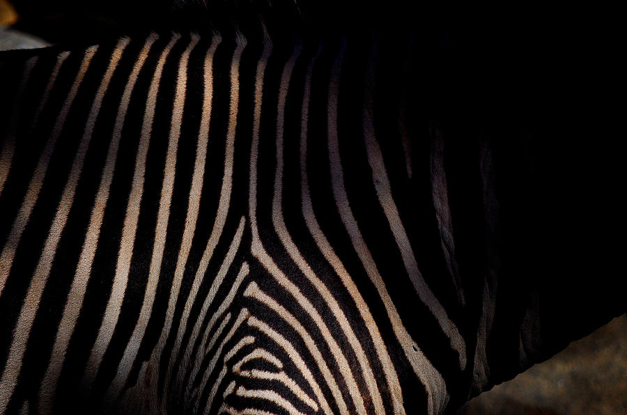  - zebra-stripes-arturo-pena
