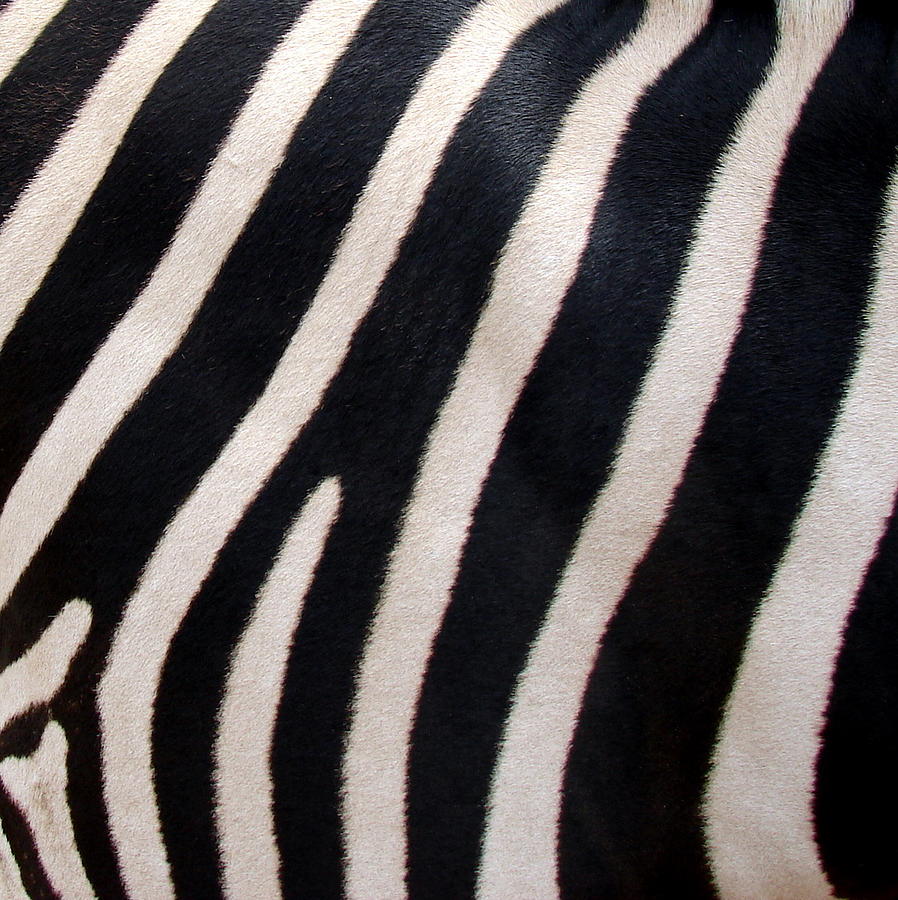zebra stripe pictures