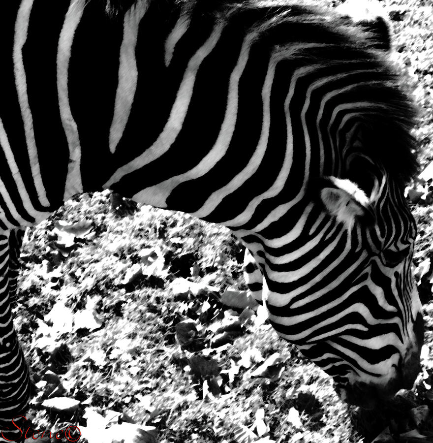 Zebra2 Photograph Zebra2 Fine Art Print Jennifer Stone