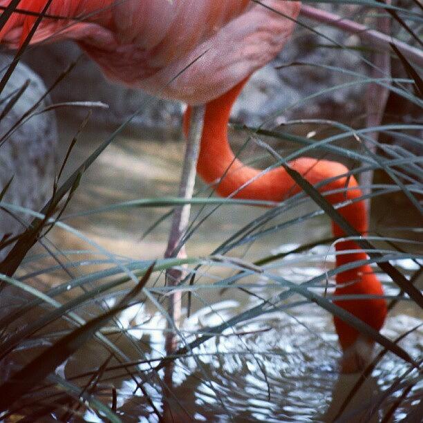 Animals From Mexico