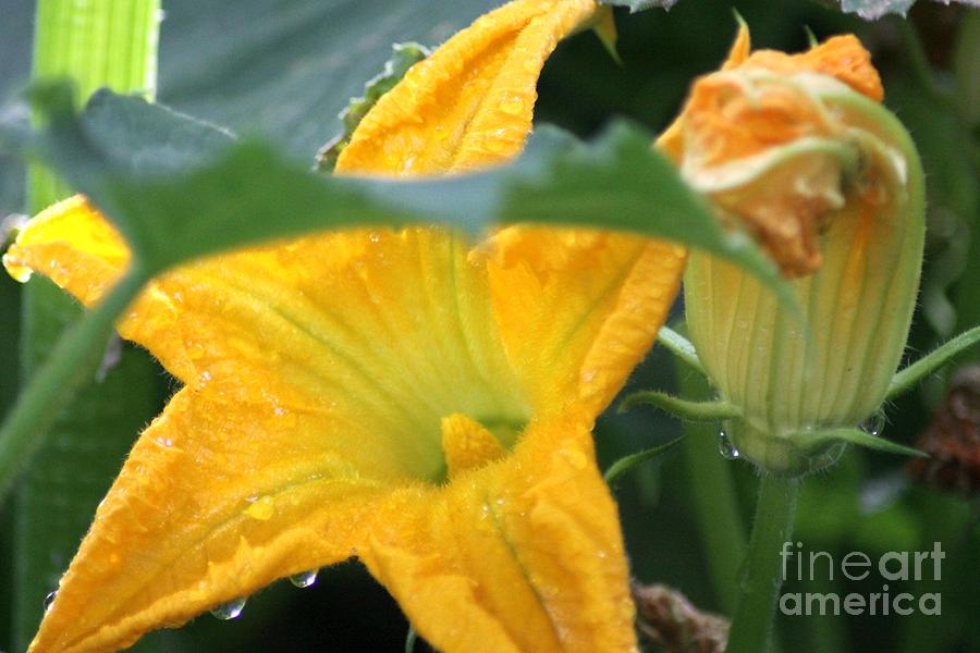 Zucchini Flower by Mrsroadrunner Photography