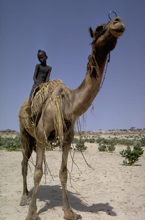 Naked Boy On Camel Photograph Naked Boy On Camel Fine Art Print Carl 
