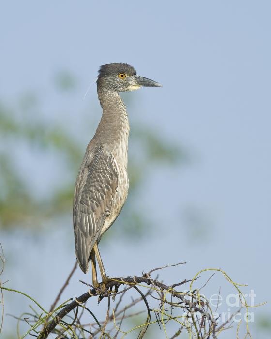  - 1-black-crowned-night-heron-james-mundy