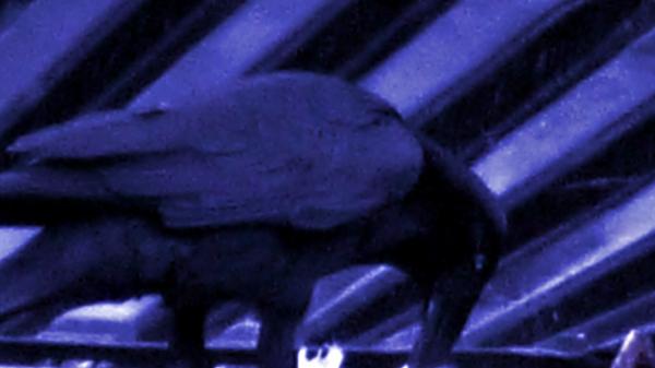 blue raven
