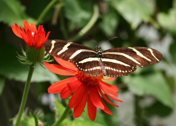 The Google Game 1-butterfly-stripes-renate-maria-bell