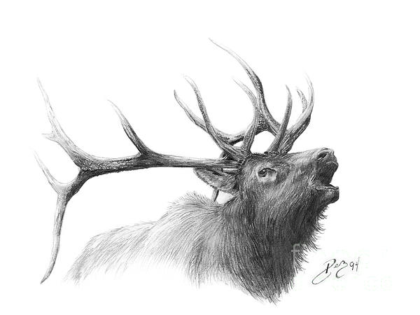 Drawings Of Elk