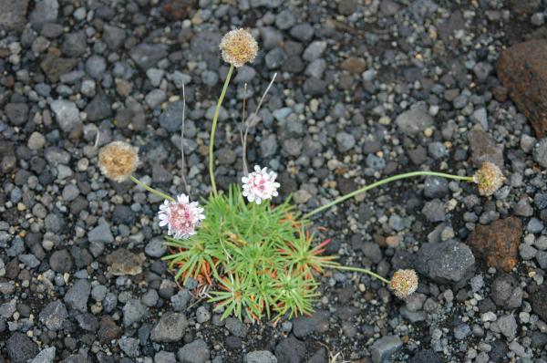Iceland Flora
