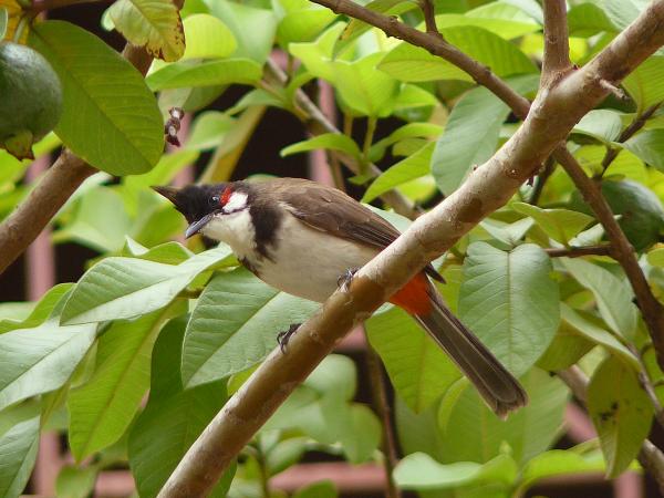 1-red-whiskered-bulbul-sandeep-gangadharan.jpg