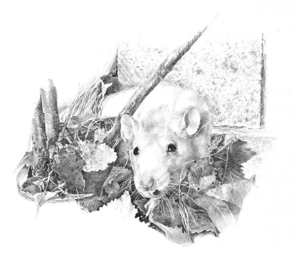 Reggie the Rat Drawing Reggie the Rat Fine Art Print Judith Angell Meyer