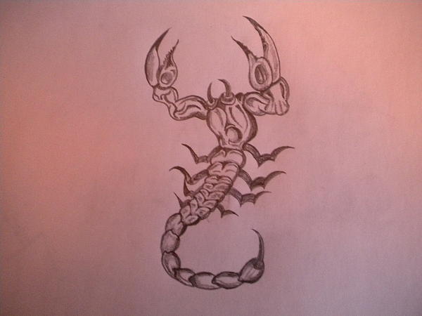 Scorpion Drawing Scorpion Fine Art Print Shawn Fazenbaker