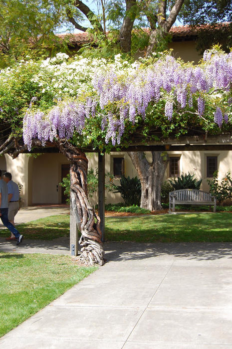 Wisteria Arbor