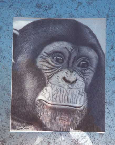 Drawing Of Chimpanzee