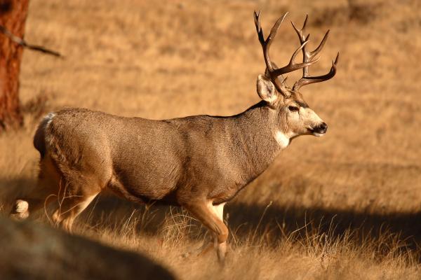 Buck Mule Deer