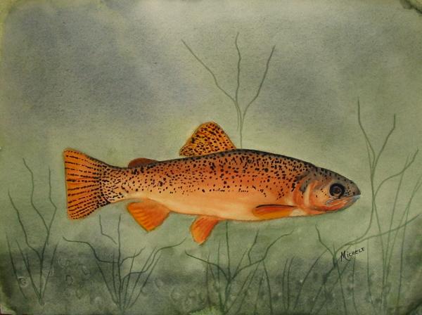 Gila Trout