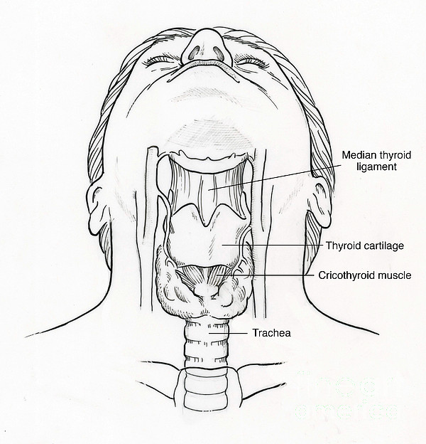 Illustration Of Throat Anatomy by Science Source