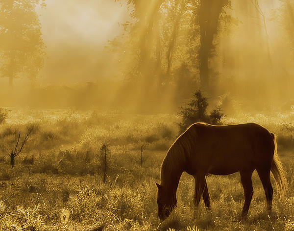 Golden Moment Photograph by Ron...