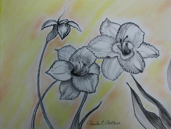 A Perfect Pair of Lilies Drawing Paula Peltier