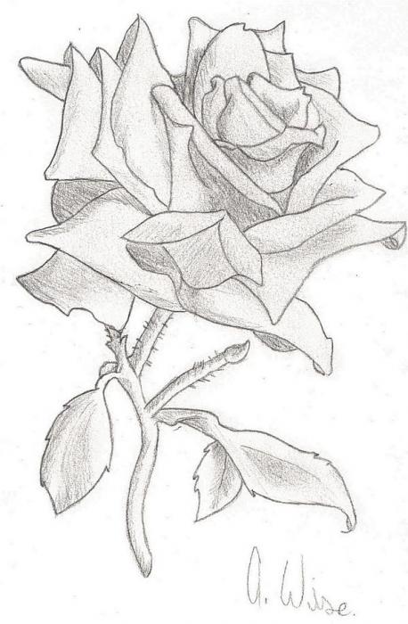 Rose Thorn Drawings