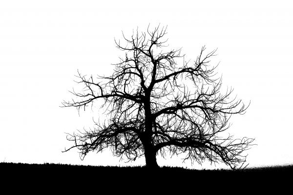 B W Tree