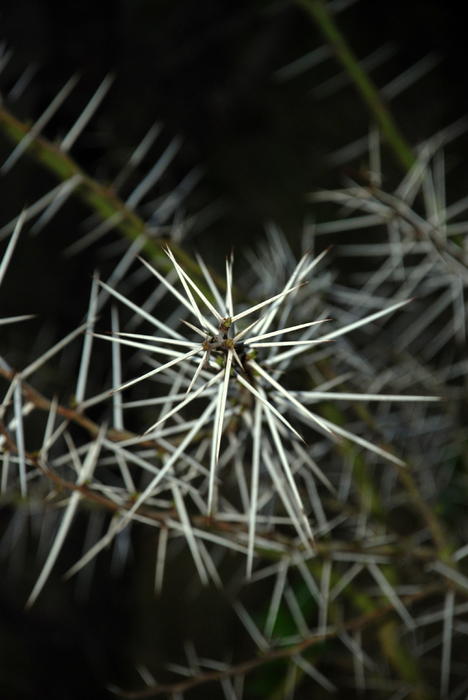 Acacia Thorns