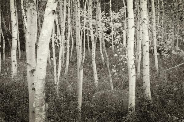 Images Birch Trees