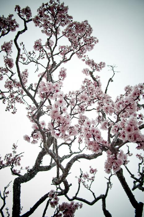 pink almond tree