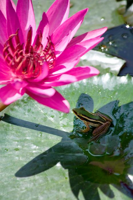 Lotus Frog