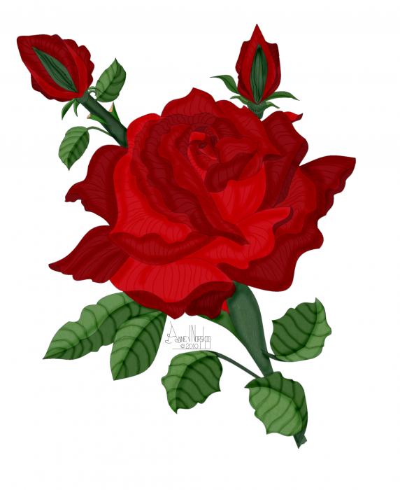 American Red Rose