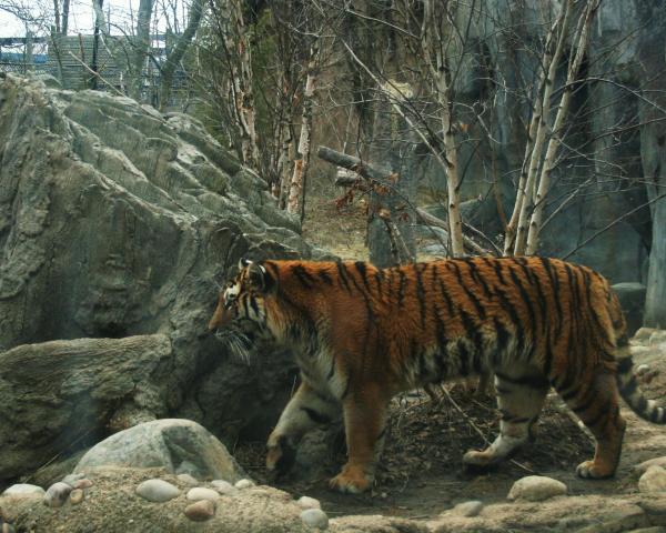 http://images.fineartamerica.com/images-medium/amur-tiger-dawn-downour.jpg