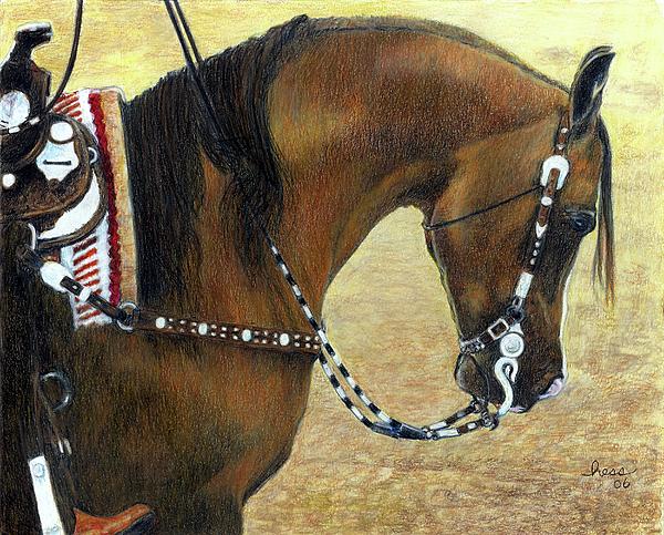 arabian horse western